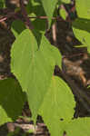 Swamp rosemallow